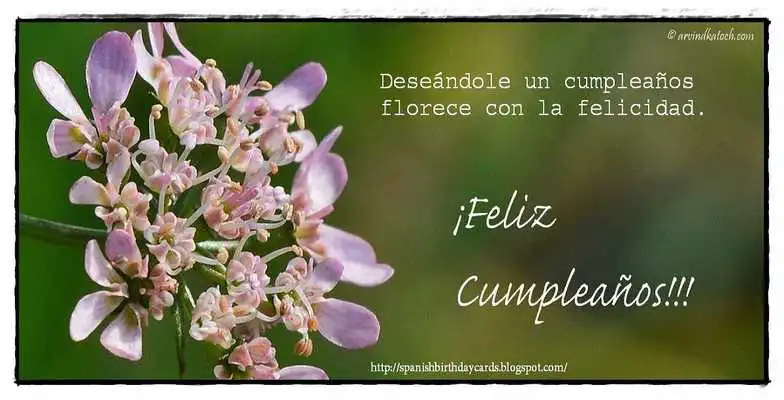 Play Spanish Birthday Cards