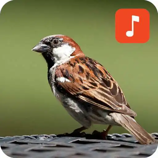 Play Sparrow Bird Ringtones APK
