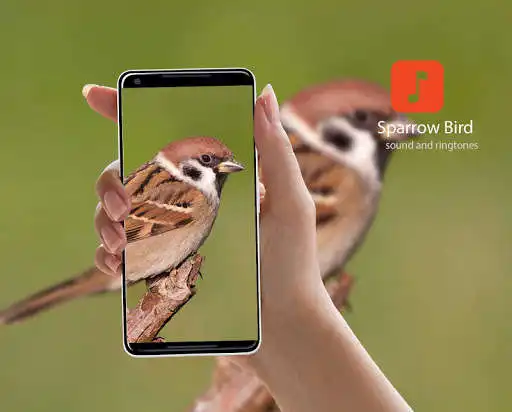 Play Sparrow Bird Ringtones  and enjoy Sparrow Bird Ringtones with UptoPlay