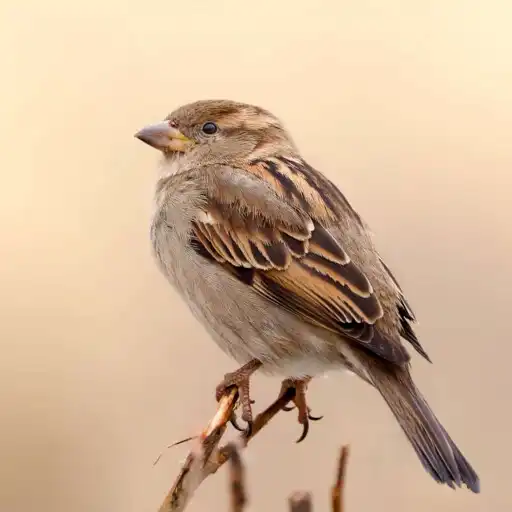 Play Sparrow sms APK Play Sparrow sms APK