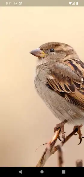 Play Sparrow sms  and enjoy Sparrow sms with UptoPlay