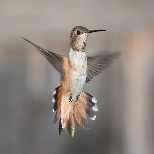 Play Sparrow Sounds APK Play Sparrow Sounds APK