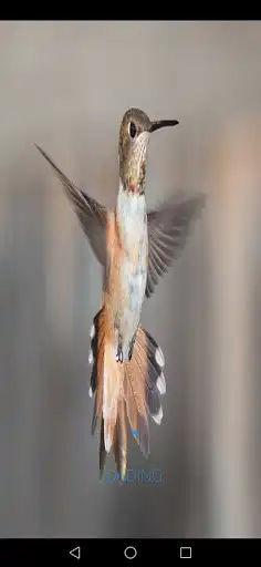Play Sparrow Sounds as an online game Sparrow Sounds with UptoPlay