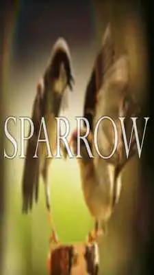 Play Sparrow Wallpaper HD Complete Play Sparrow Wallpaper HD Complete