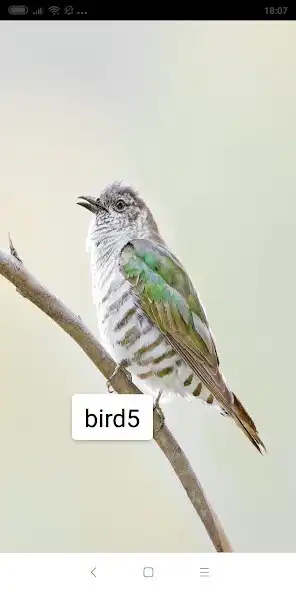 Play special bird  and enjoy special bird with UptoPlay