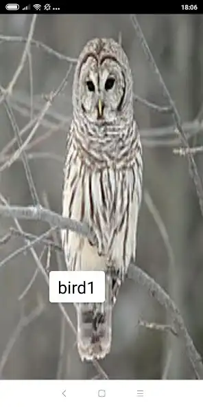 Play special bird as an online game special bird with UptoPlay