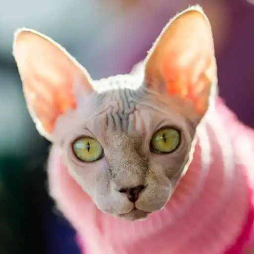 Play Sphynx cat Wallpaper APK