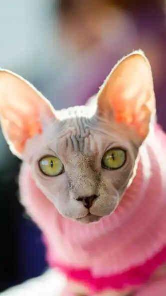Play Sphynx cat Wallpaper and enjoy Sphynx cat Wallpaper with UptoPlay Play Sphynx cat Wallpaper and enjoy Sphynx cat Wallpaper with UptoPlay
