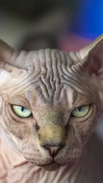 Play Sphynx cat Wallpaper as an online game online Sphynx cat Wallpaper with UptoPlay Play Sphynx cat Wallpaper as an online game Sphynx cat Wallpaper with UptoPlay