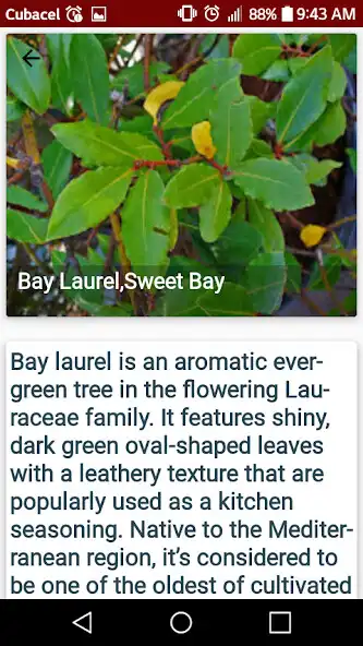 Play Spices: Culinary Uses as an online game Spices: Culinary Uses with UptoPlay