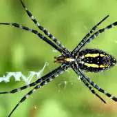 Free play online Spider Jigsaw Puzzles APK