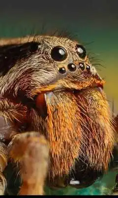 Play Spider Jigsaw Puzzles