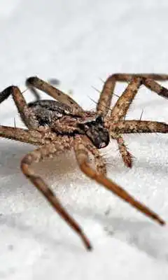 Play Spider Jigsaw Puzzles