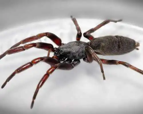 Play Spider Jigsaw Puzzles