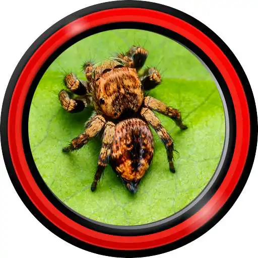 Free play online Spider Live Wallpapers  APK