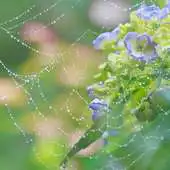 Free play online Spiders and Cobwebs Themes APK Free play online Spiders and Cobwebs Themes APK