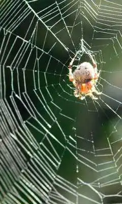 Play Spiders and Cobwebs Themes