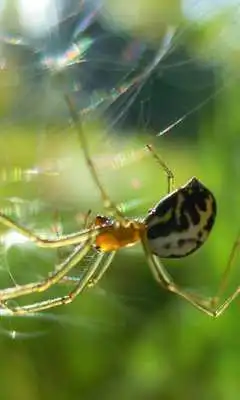Play Spiders and Cobwebs Themes