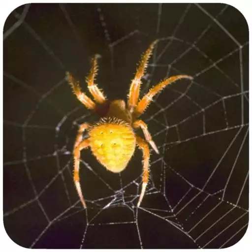 Play Spider Wallpaper APK