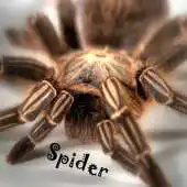 Free play online Spider Wallpaper LWP APK