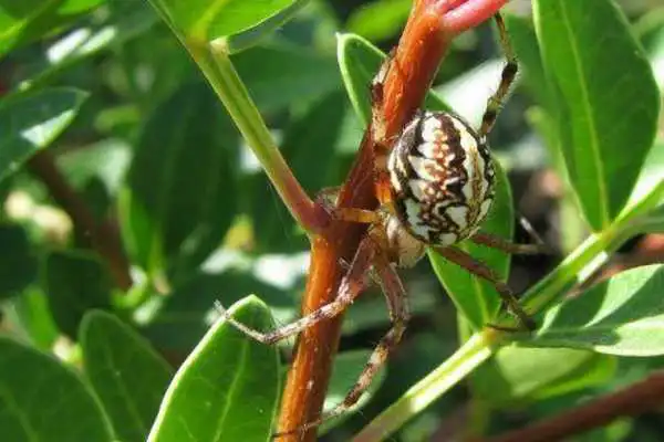 Play Spider Wallpaper LWP Play Spider Wallpaper LWP