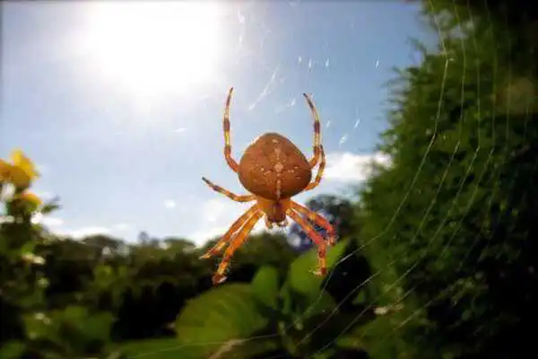 Play Spider Wallpaper LWP Play Spider Wallpaper LWP