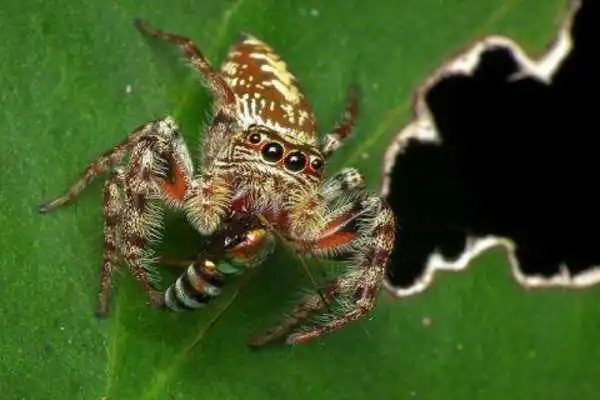 Play Spider Wallpaper LWP Play Spider Wallpaper LWP