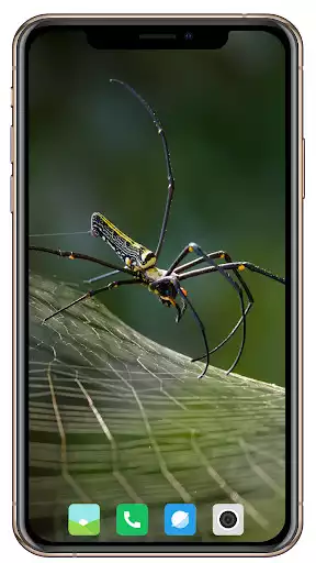 Play Spider Wallpaper and enjoy Spider Wallpaper with UptoPlay Play Spider Wallpaper and enjoy Spider Wallpaper with UptoPlay