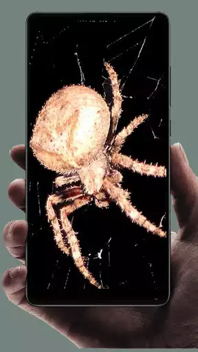Play Spider Wallpaper as an online game online Spider Wallpaper with UptoPlay Play Spider Wallpaper as an online game Spider Wallpaper with UptoPlay