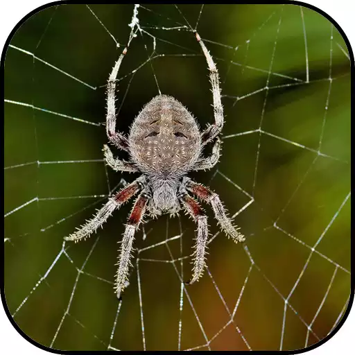Play Spider Wallpapers APK