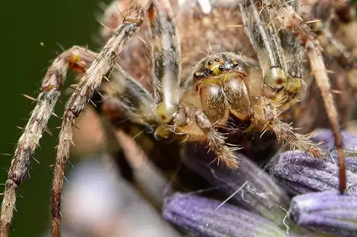 Play Spider Wallpapers  and enjoy Spider Wallpapers with UptoPlay