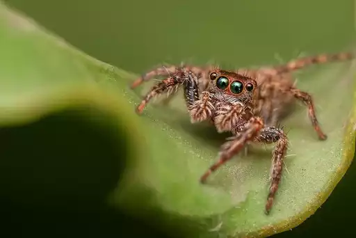 Play Spider Wallpapers as an online game Spider Wallpapers with UptoPlay