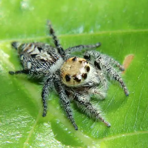 Play Spider-Watch APK Play Spider-Watch APK