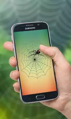 Play Spider Web Out