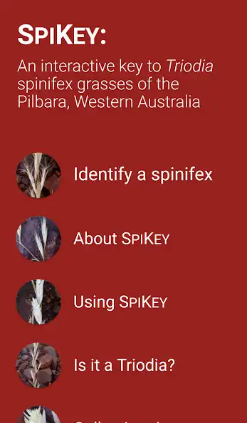Play SPIKEY as an online game SPIKEY with UptoPlay