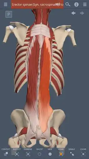 Play Spine: 3D RT - Sub