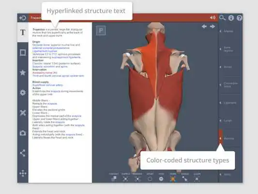 Play Spine: 3D RT - Sub