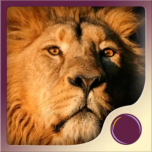 Play Spirit Animal Power APK
