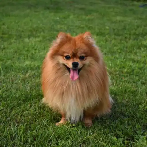 Play Spitz Wallpaper APK