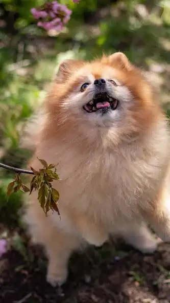 Play Spitz Wallpaper  and enjoy Spitz Wallpaper with UptoPlay