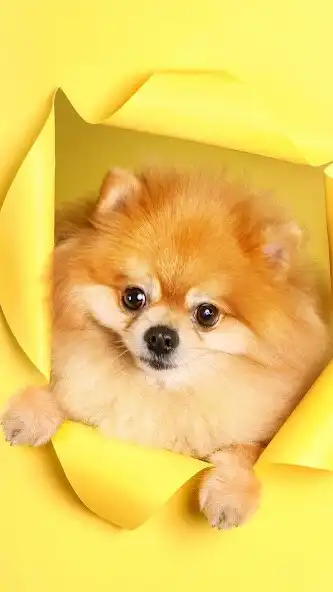 Play Spitz Wallpaper as an online game Spitz Wallpaper with UptoPlay