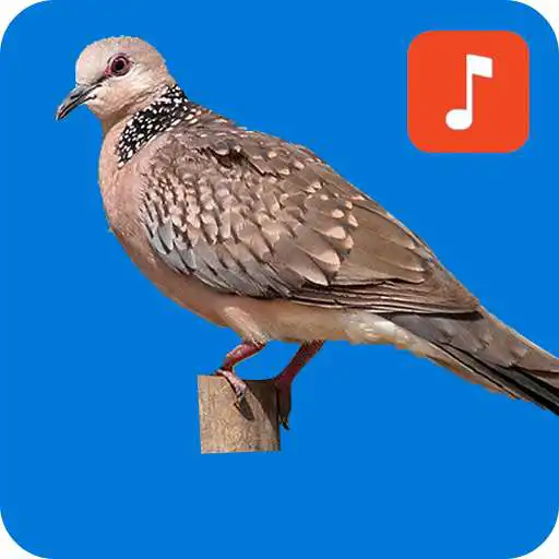 Play Spotted Dove Bird Ringtones APK