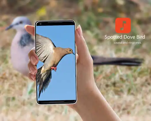 Play Spotted Dove Bird Ringtones  and enjoy Spotted Dove Bird Ringtones with UptoPlay