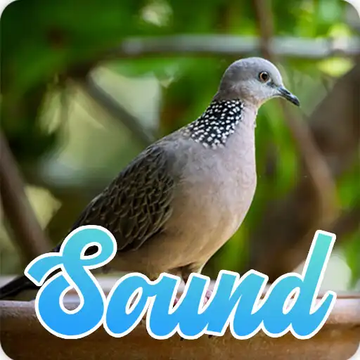 Play Spotted Dove Bird Sound Effect APK