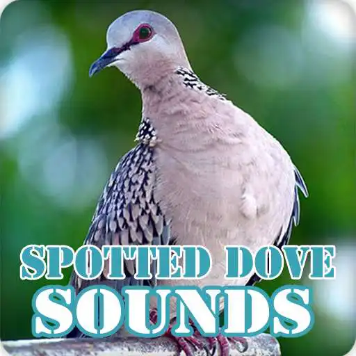 Play Spotted Dove Bird Sounds Collection APK Play Spotted Dove Bird Sounds Collection APK