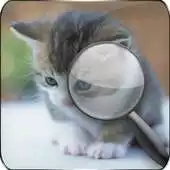 Free play online Spot the Difference Cats APK