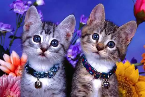 Play Spot the Difference Cats