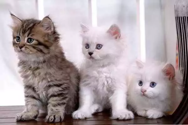Play Spot the Difference Cats