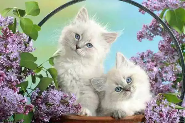 Play Spot the Difference Cats