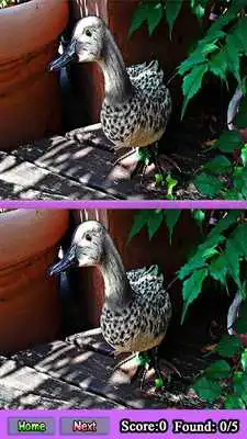 Play Spot the Difference Game Easy